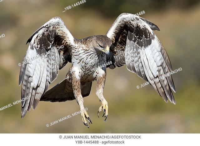 Bonelli's Eagle (Hieraaetus fasciatus) adult in fly, Valencian comunity, Spain