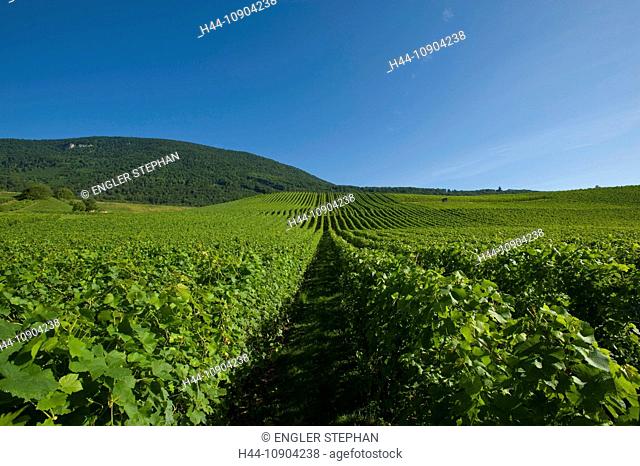 Switzerland, Europe, Vaud, Concise, summer, agriculture, wine, panorama, scenery, vineyard, vineyards, canton