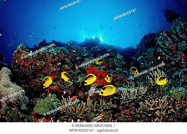 Racoon Butterflyfishes and Coral reef, Chaetodon fasciatus, Africa, Red Sea, Sudan
