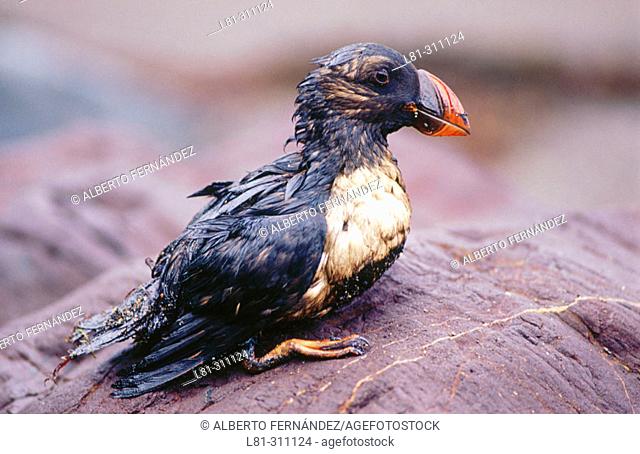 Atlantic Puffin (Fratercula arctica) after the fuel spill ('chapapote') from tanker Prestige. Dec. 2002. Spain