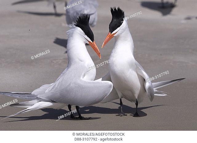 Central America, Mexico, Baja California Sur, Puerto San Carlos, Magdalena Bay (Madelaine Bay), . Royal tern (Thalasseus maximus), Courtship ritual