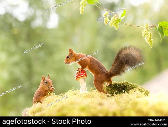 red squirrels with an toadstool and hop