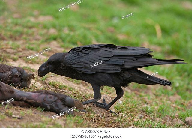 African White-necked Raven at carcass, Giant\'s Castle Nature Reserve, Drakensberg, KwaZulu-Natal, South Africa / Corvus albicollis