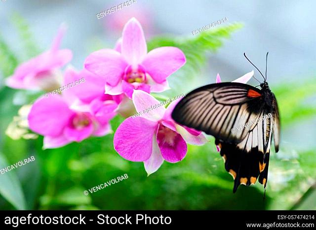 Beautiful butterfly Papilio rumanzovia or Scarlet Mormon on pink orchid flower
