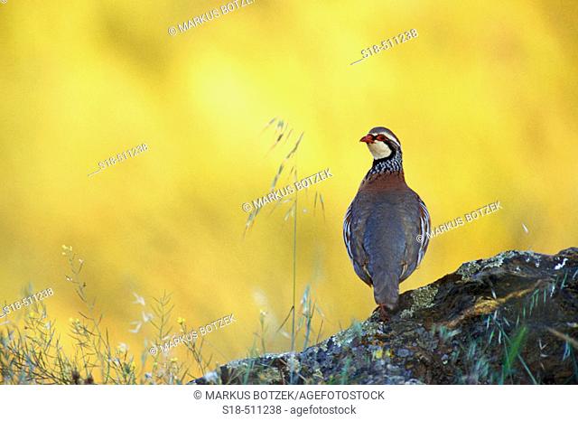 Red Legged Partridge (Alectoris rufa) in the early morning. Extremadura, Spain
