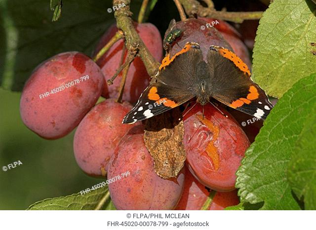 Red Admiral Vanessa atalanta adult, feeding on split plum fruit in garden, Borders, Scotland