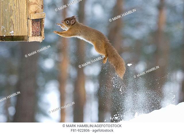 Red Squirrel Sciurus vulgaris leaping from snow covered log onto bird feeder  Scotland  January