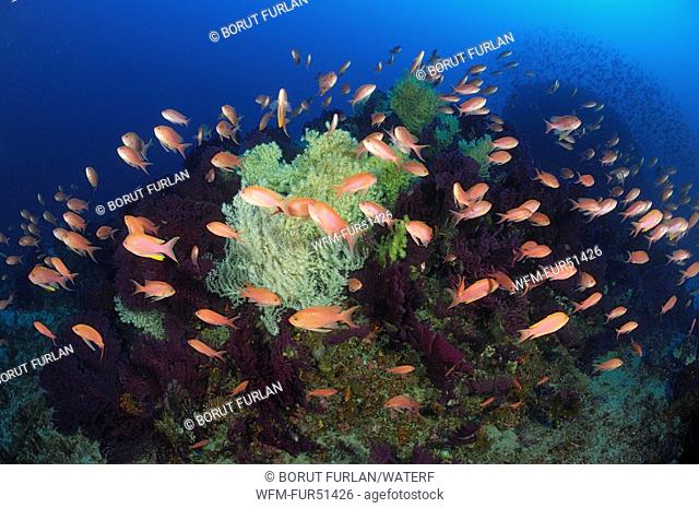 Anthias and varible Corals, Paramuricea clavata, Anthias anthias, Svetac, Vis Island, Mediterranean Sea, Croatia