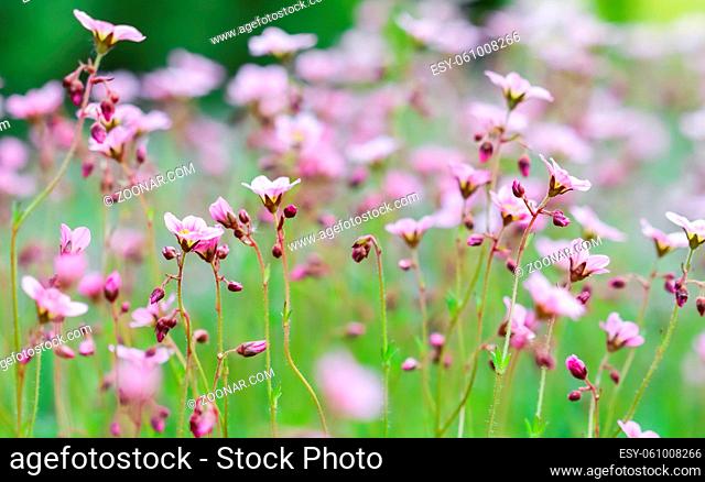 Delicate white pink flowers of Saxifrage moss in spring garden. Floral background