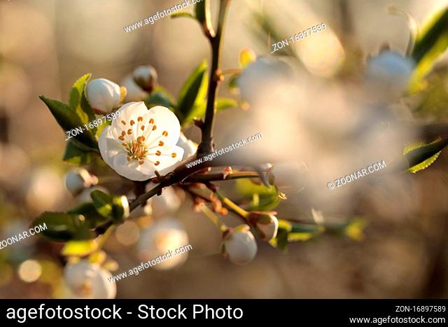 Spring flowers blooming on a tree at sunrise
