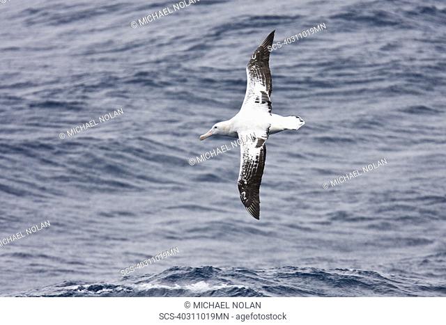 Wandering albatross Diomedea exulans on the wing in the Drake Passage between the tip of South America and the Antarctic Peninsula, southern ocean