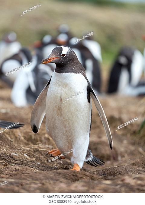 Collecting nesting material. Gentoo penguin (Pygoscelis papua) on the Falkland Islands. South America, January
