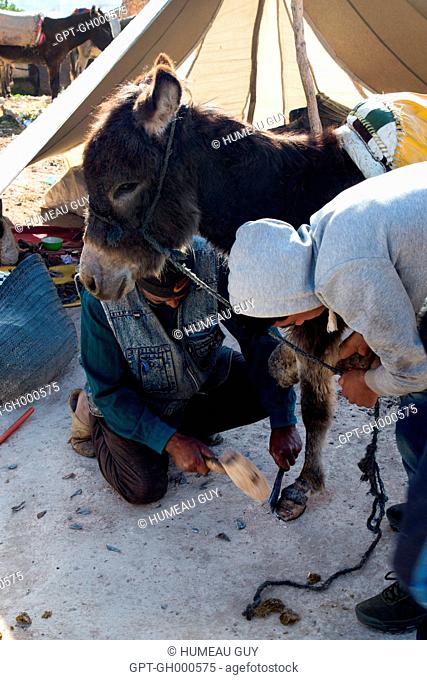 THE BERBER MARKET OF IDA OUDGOUND, ECOTOURISM AND HIKING, AT THE ENTRANCE TO THE MARKET A MAN REPAIRS THE HOOVES OF DONKEYS, A SOLELY MEN'S MARKET, ESSAOUIRA