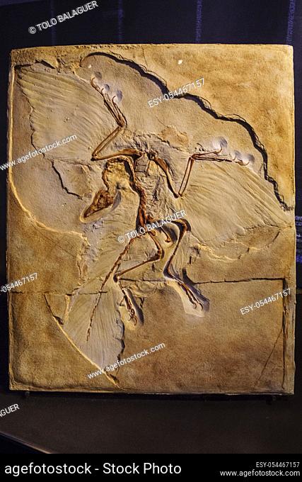 Archaeopteryx, 150 my, Dinosauria, museo de los dinosaurios, sala de la evolucion, Esperaza. departamento del Aude, Languedoc-Roussillon, pirineos orientales