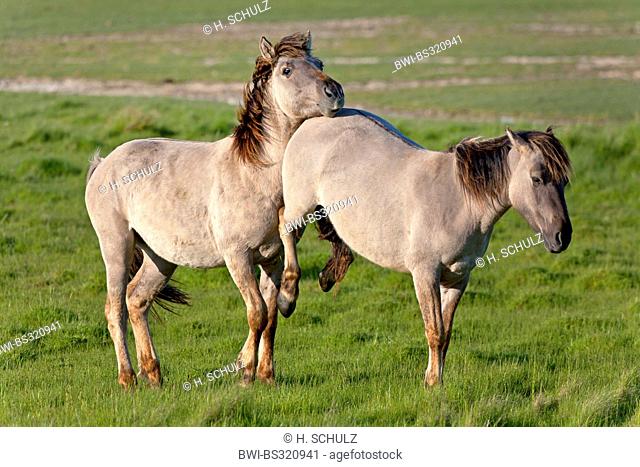 Konik horse (Equus przewalskii f. caballus), pony kicking another pony, Germany, Schleswig-Holstein, NSG Woehrdener Loch