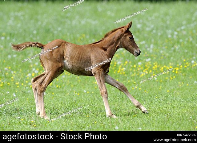 English thoroughbred, foal, lateral