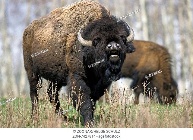 American Bison bull stands scenting in the prair