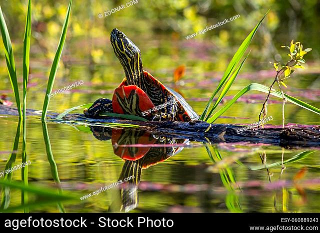 A painted turtle rests on a log in calm water in Twin Lakes, Idaho