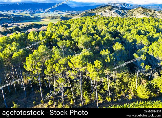 Pine forest landscape. Aerial view. Ayegui area. Navarre, Spain, Europe