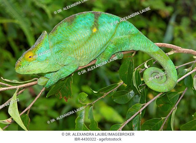 Parson's chameleon (Calumma parsonii parsonii) on branch, female, pregnant, colour variant yellow giant, Vohimana, Eastern Madagascar, Madagascar