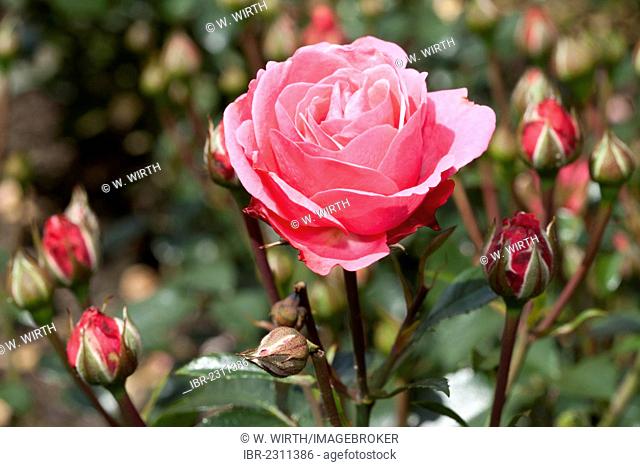 Floribunda, rose (Rosa), Bella Rosa, Westfalenpark, Dortmund, North Rhine-Westphalia, Germany, Europe