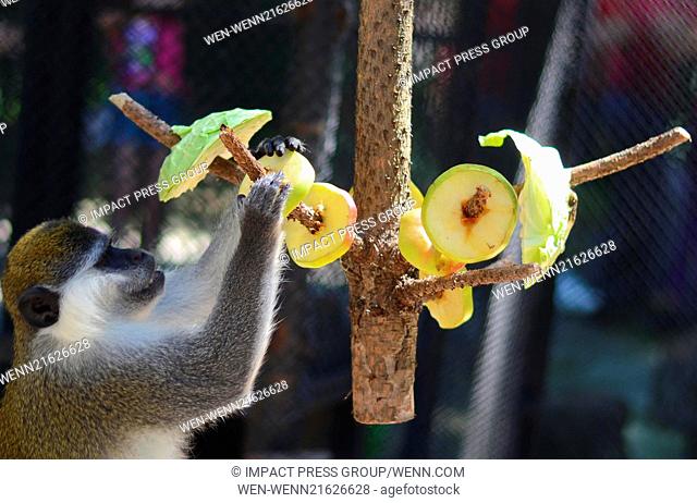 Monkeys at the zoo of the Black Sea town of Varna (some 430 km to the East of the Bulgarian capital Sofia) eat a special set of meals including frozen bananas...