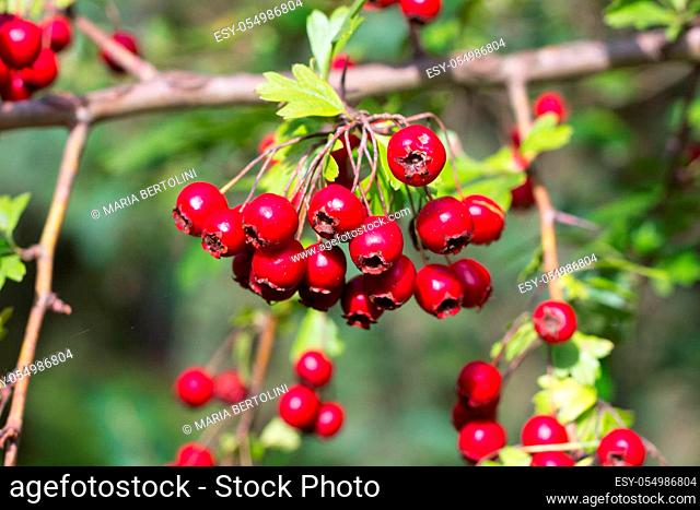 branch of wild bushes with red and yellow crataegus fruits