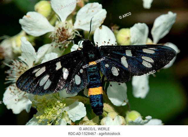 nine-spotted moth, Amata phegea