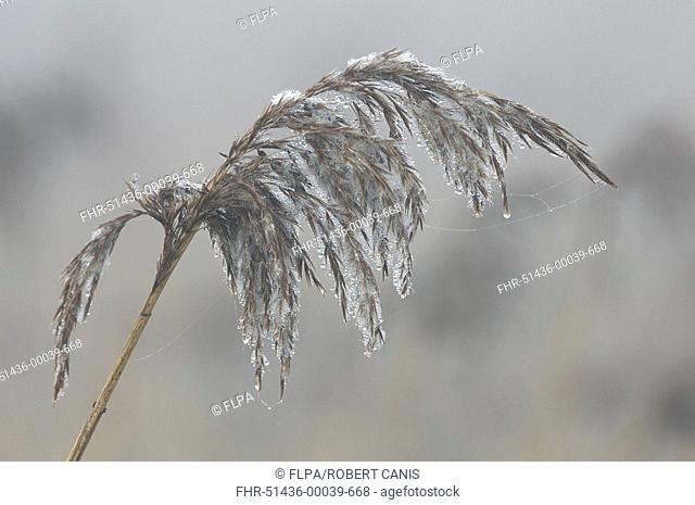 Common Reed Phragmites australis frost covered seedhead, Elmley Marshes, Isle of Sheppey, Kent, England, winter