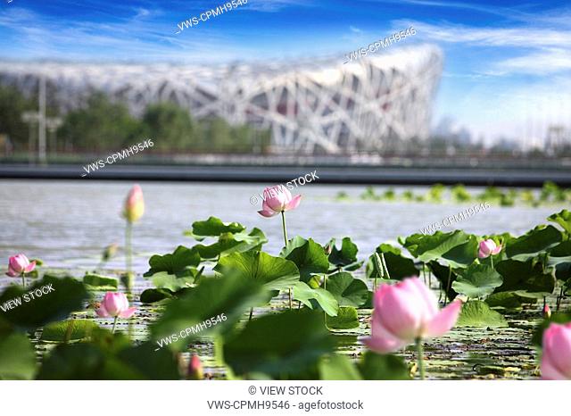 Water Lily Near The National Stadium, Beijing, China