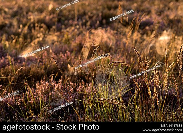 a spider has woven its web between grasses, dewdrops make the spider threads light up in the backlight, behringer heide, nature reserve near behringen near...