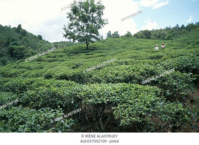 China - Yunnan - Xishuangbanna - Menghai - Tea plantation
