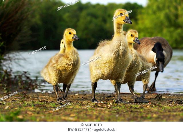 Canada goose Branta canadensis, young geese with mother, Germany, North Rhine-Westphalia