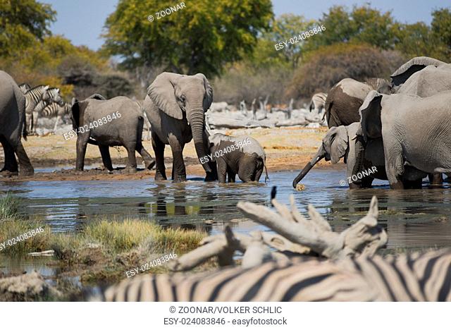Herd of elephants in the savannah