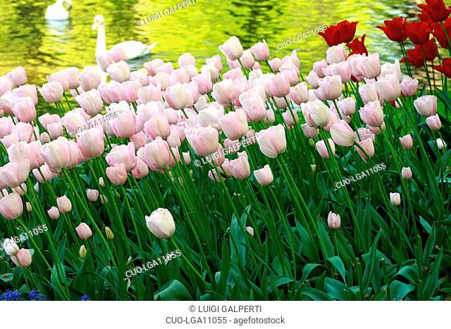 Tulipani e laghetto, tulips and pool, Keukenhof gardens, Lisse, Holland