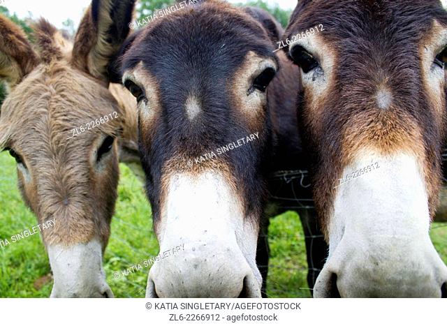 3 faces of donkeys side by side looking straight right at camera outside old farmhouse in the Dordogne region in France , Europe