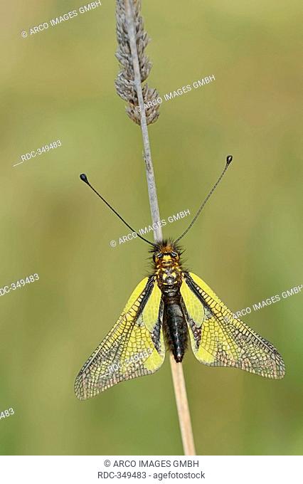 European Owlfly, Provence, Southern France / Libelloides coccajus, Ascalaphus libelluloides / Owlfly Sulfur, Ascalaphid