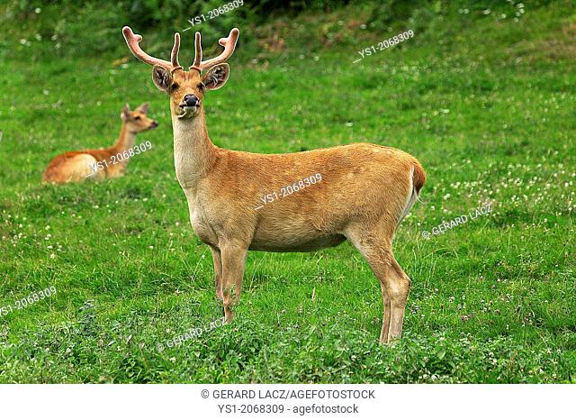 Barashingha Deer or Swamp Deer, cervus duvauceli, Pair, India