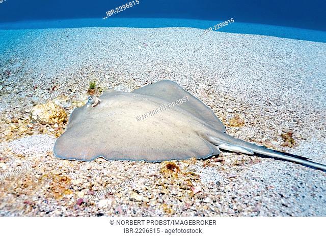 Diamond stingray (Dasyatis brevis) lying on sandy seafloor, San Benedicto Island, near Socorro, Revillagigedo Islands, archipelago, Mexico, eastern Pacific