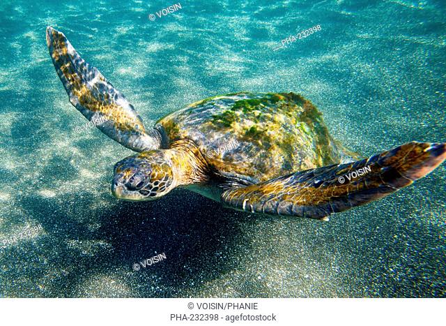 Sea turtle Chelonia mydas agassizi