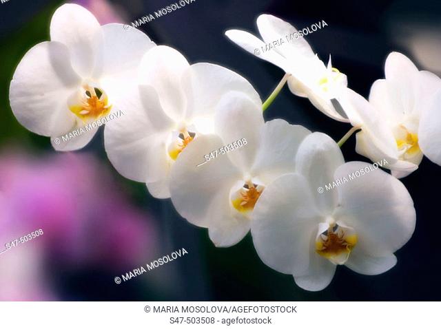 Phalaenopsis Orchid Hybrid. Maryland, USA
