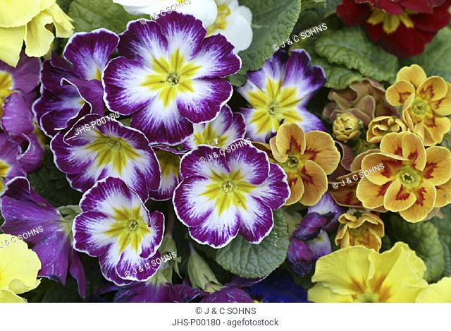Primrose , Primula , Germany , Europe , bloom , Flowers different kinds
