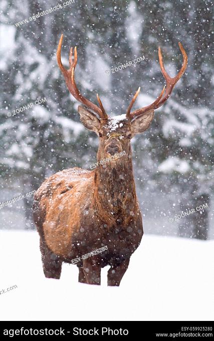 Vital red deer, cervus elaphus, stag standing in deep snow and looking into the camera in winter nature. Animal wildlife during snowstorm from front view in...