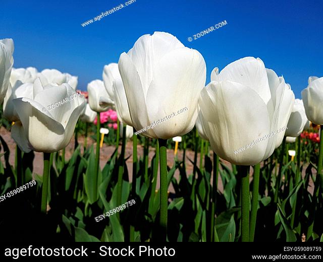 Tulpen sind sehr attraktive Fruehblueher. Sie ist eine Zwiebelpflanze mit vielen unterschiedlichen Farben. Tulips are very attractive early bloomers