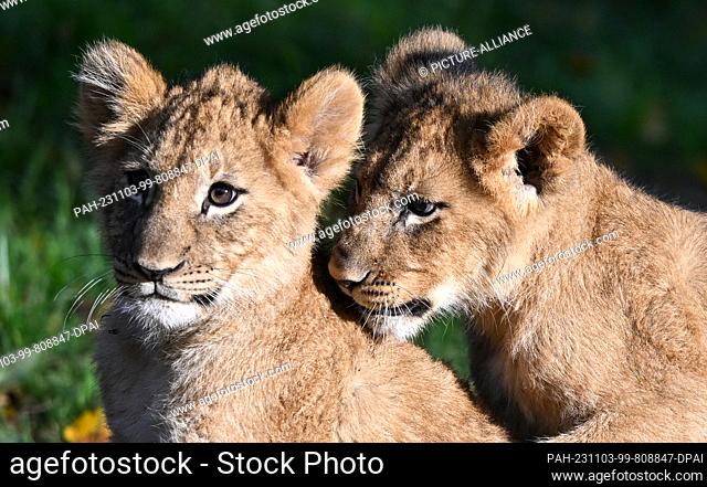 03 November 2023, Saxony, Leipzig: The lion cubs of the lioness Kigali at Leipzig Zoo cuddle in the enclosure in the morning