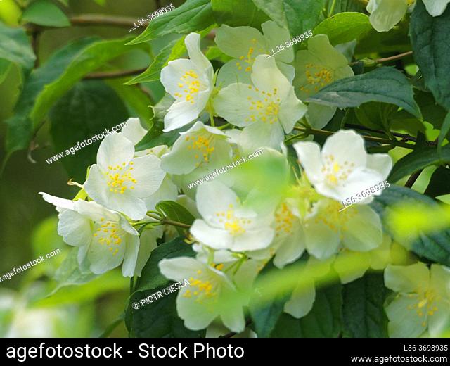 Jasmine, Jasminum, is a genus of shrubs and vines in the olive family (Oleaceae). Poland