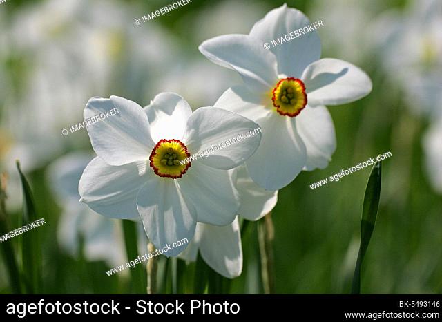 Poet's daffodil (Narcissus poeticus) 'Actaea', poet's daffodil