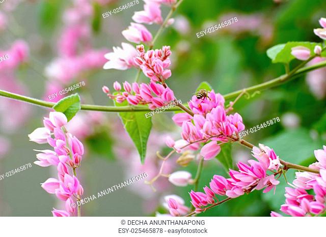 Antigonon leptopus, commonly known as Mexican creeper, coral vine, bee bush (in most Caribbean islands) or San Miguelito vine