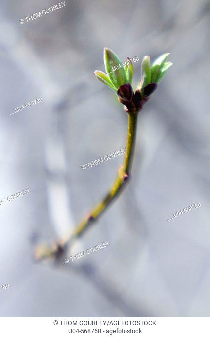 Budding lilac tree in early spring