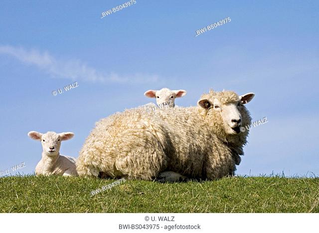 domestic sheep (Ovis ammon f. aries), with lamb, Germany, Schleswig-Holstein